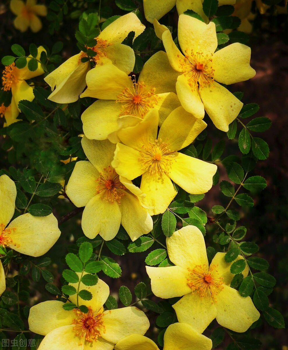 一花一深爱,万花丛中春光美,千姿百态岁月好,绿码奔腾伴平安