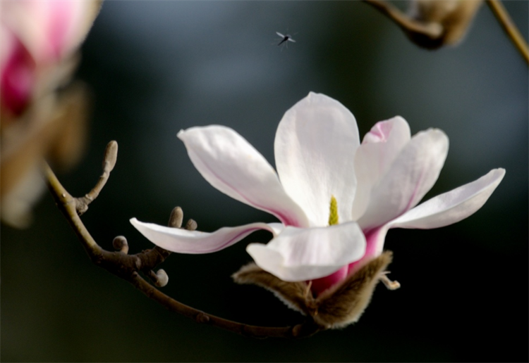 白玉兰花的花语和寓意（详解白玉兰代表的含义）