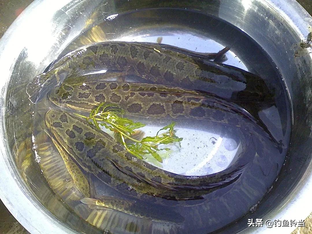也不能乱放生!这14种鱼规定不能放生