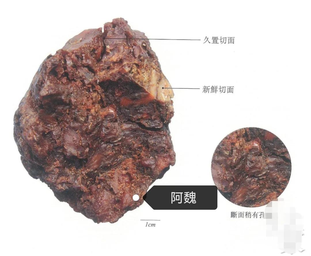 中药古今研究：阿魏