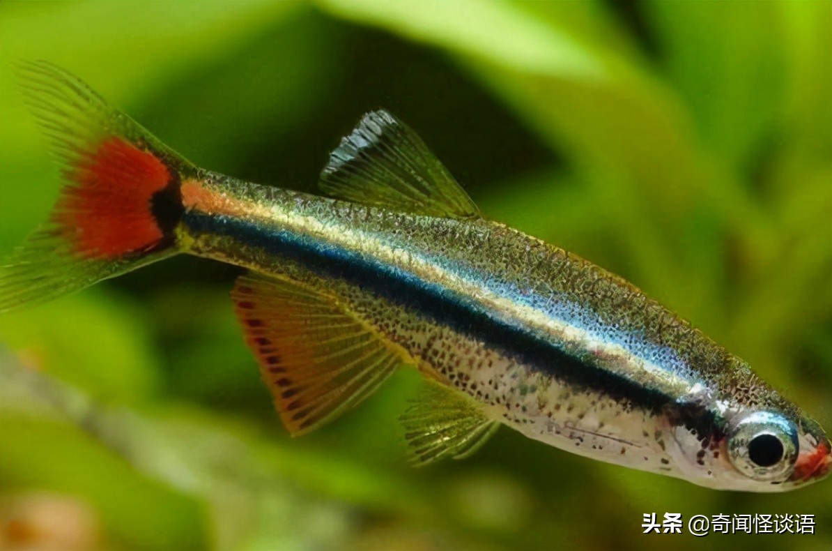 十大养不死的观赏鱼冷水鱼 中国斗鱼上榜，第三已有1700多年历史