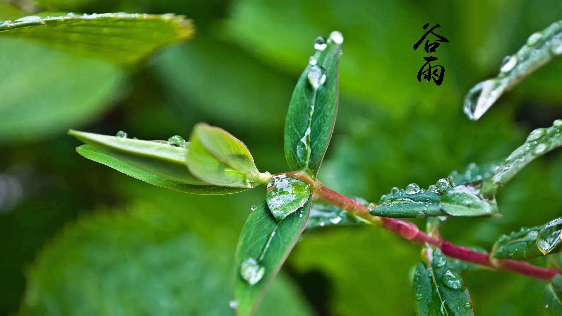 谷雨祝福语精选，唯美问候简短句子文案配图