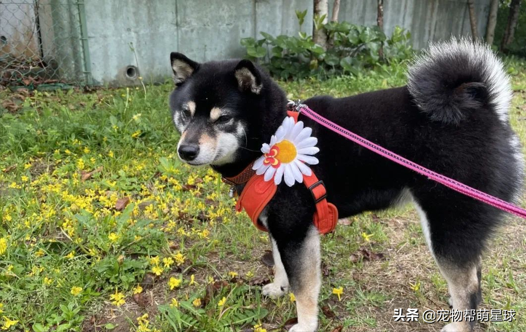 两只固执柴犬散步到岔路口，相互较劲让绳子变Y字型，笑喷网友