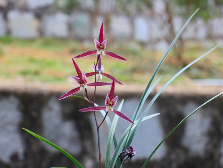 它是兰花界的“潇洒兰”，花色艳丽香味浓，摆一盆太美了