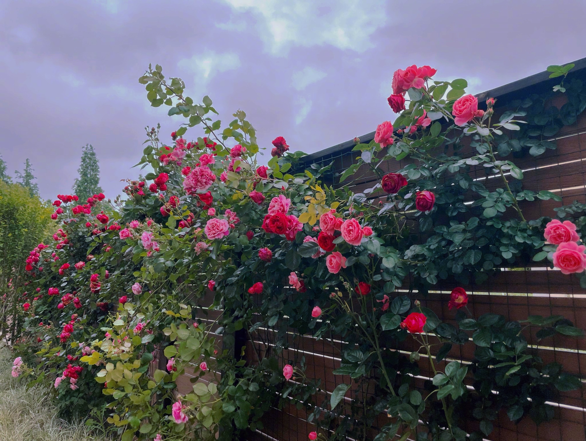 是女明星也是“菜农”！柳岩吃过刘亦菲种的茄子，张馨予家有农场