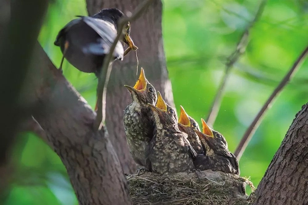 斑鸠不会筑巢？随处可见的斑鸠能不能吃，为何说吃斑鸠危害很大？