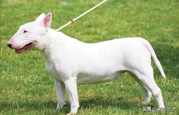 世界上兇猛的十種狗，日本土佐犬上榜，藏獒排名第二