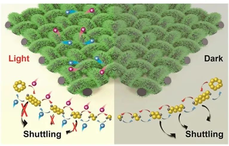 北京化工大学于中振教授团队合作报道了一种新型的光辅助锂硫电池