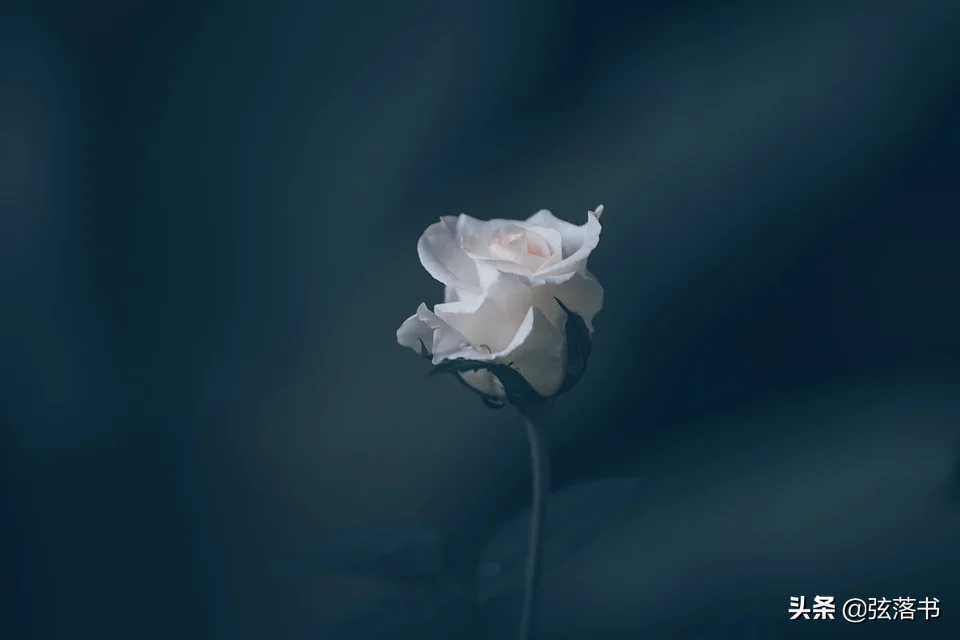 年长后的爱情感悟：爱情不是一如既往的热情，而是细水长流的守护