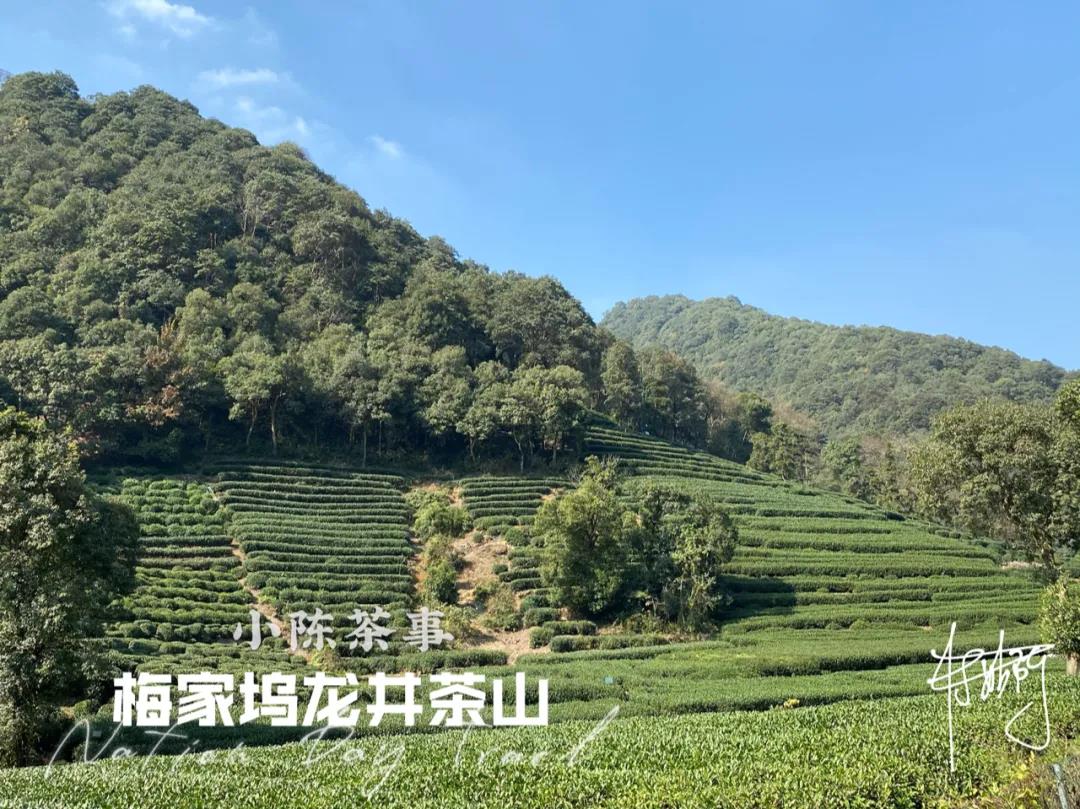 绿茶、白茶、岩茶、红茶、普洱茶，都是越陈越好吗？现在有答案了