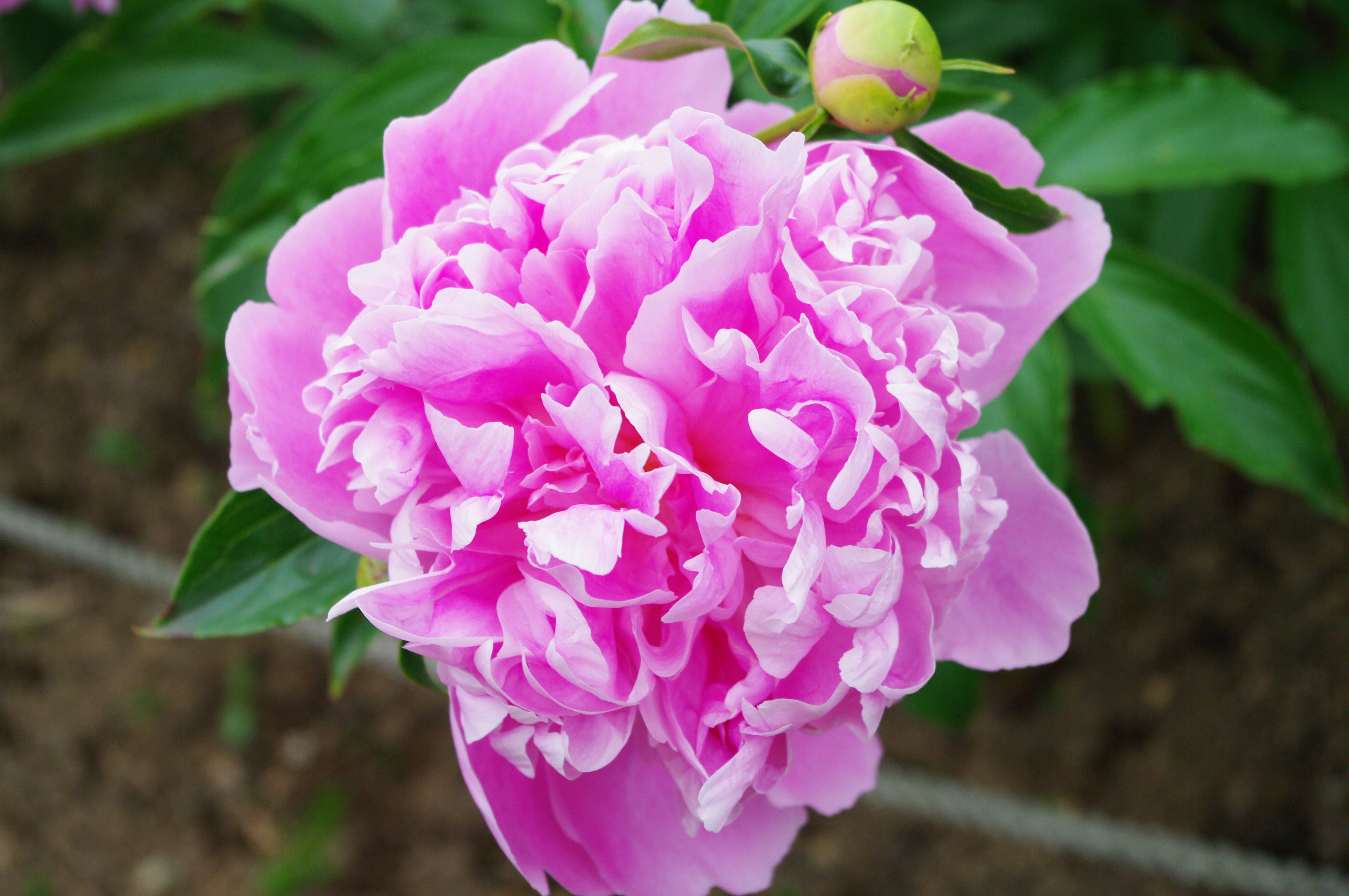 2月1日星座运势1月8日是什么星座 汽车时代网