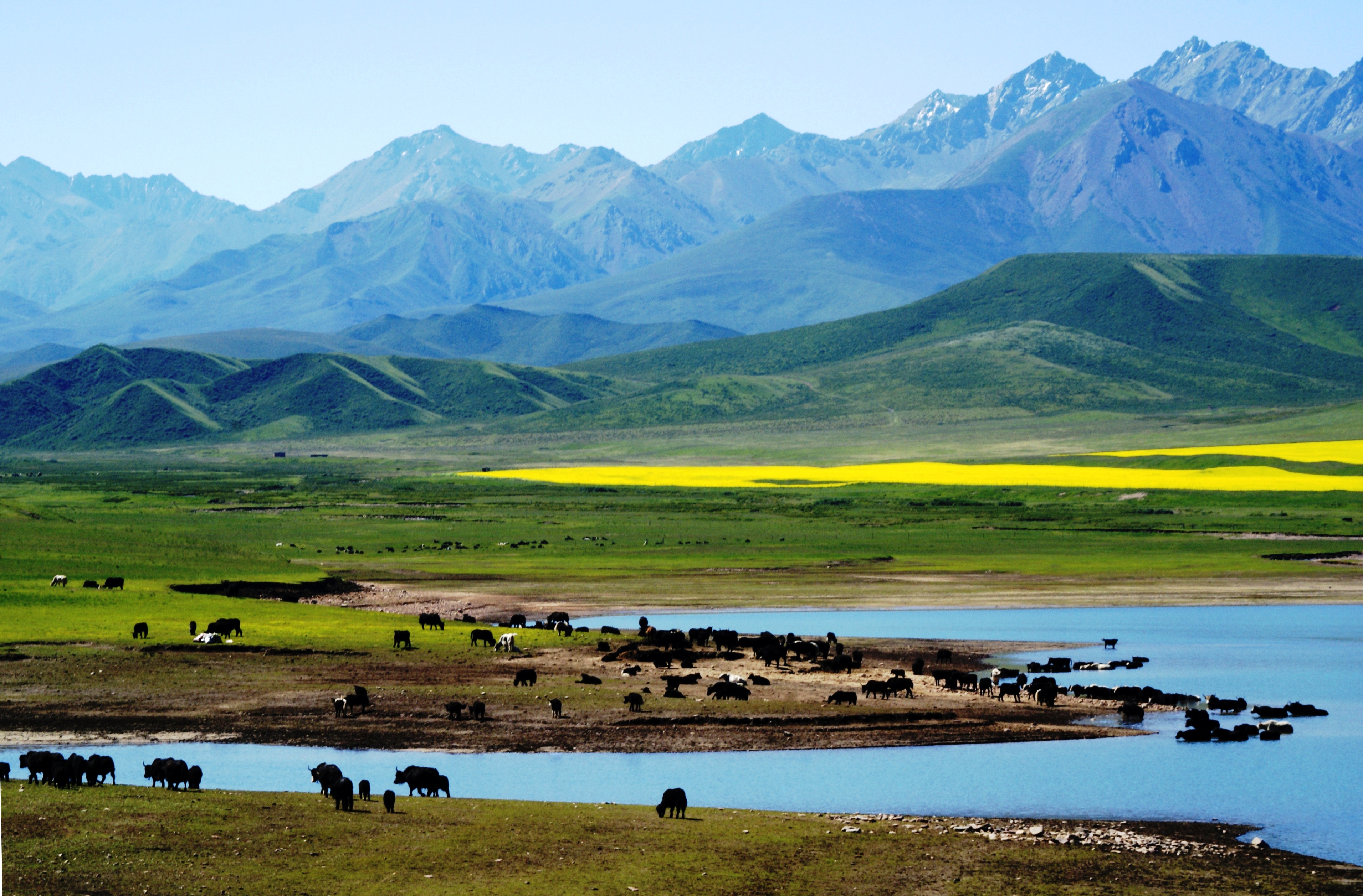 港澳委员看甘肃丨潘国瑞香港抹不去的记忆焉支山下的千年皇家马场
