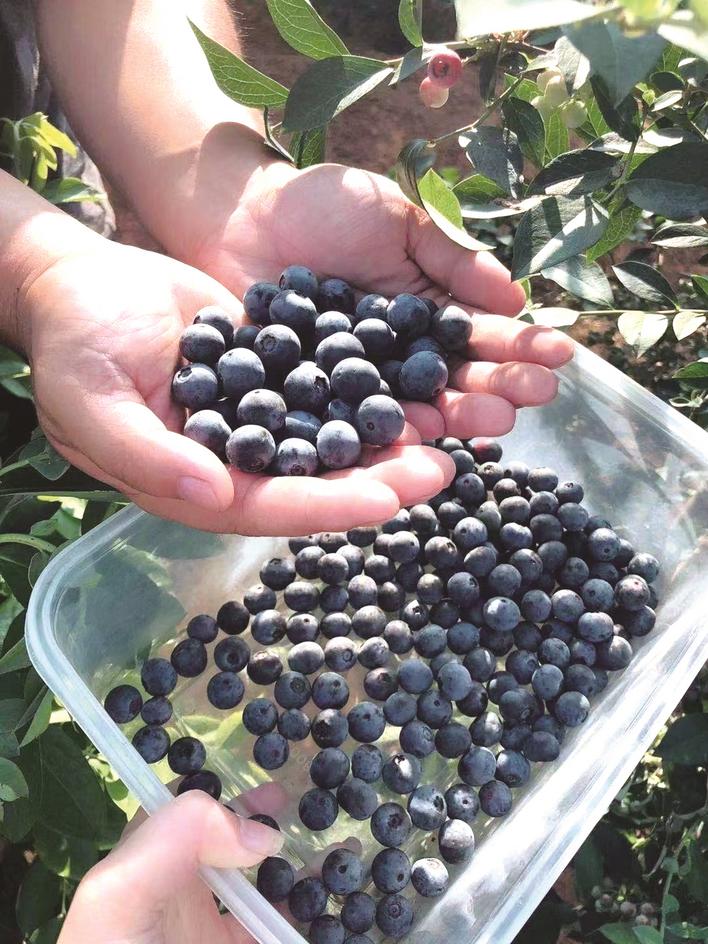 共尝“初夏味道”长沙县本地蓝莓抢鲜上市 采摘期可持续至8月份