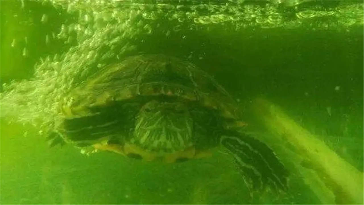 要想养龟过得去，水里应该来点绿？绿水养龟，真的那么神奇吗？