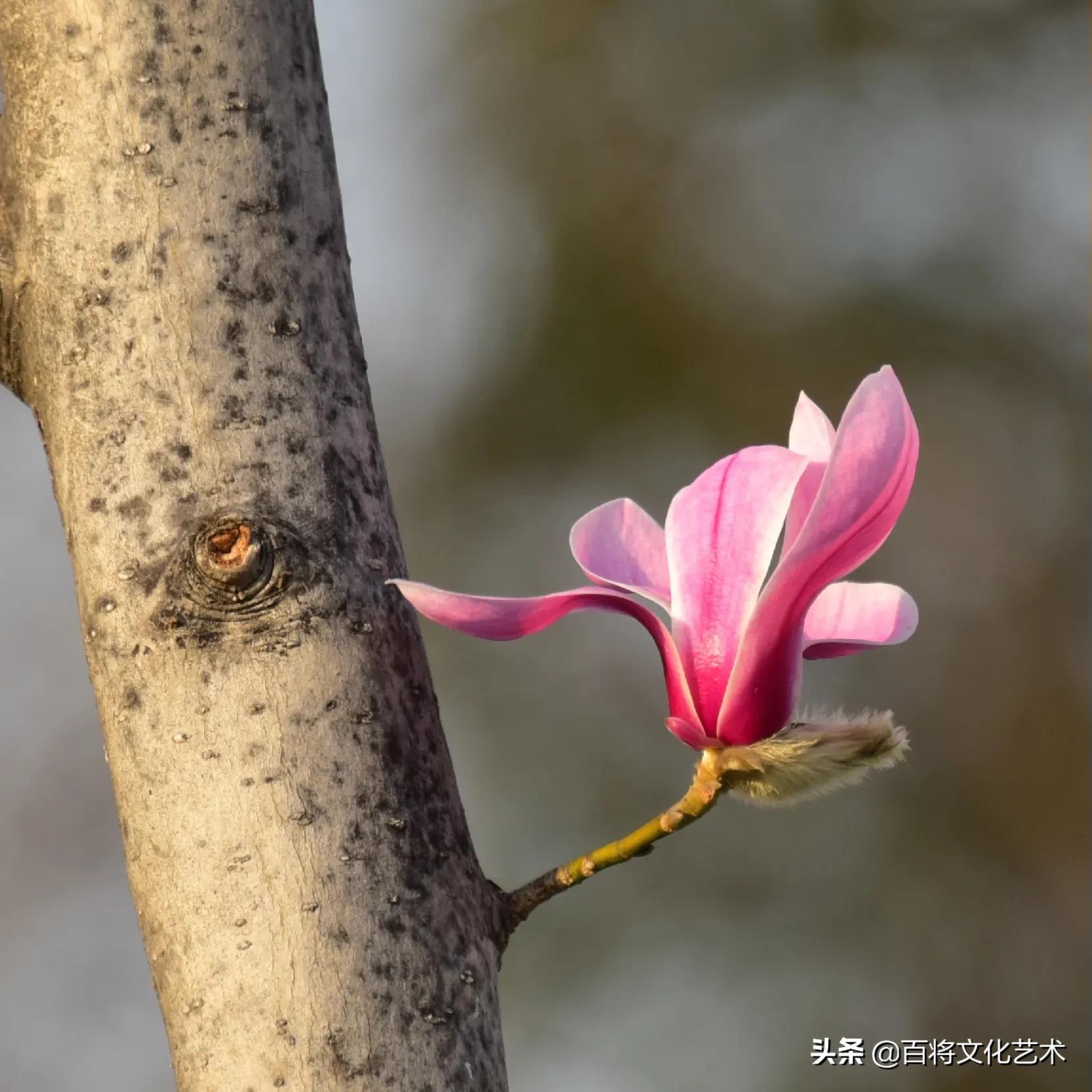 「百将文化」三咏玉兰花 | 袅娜东风款款吹