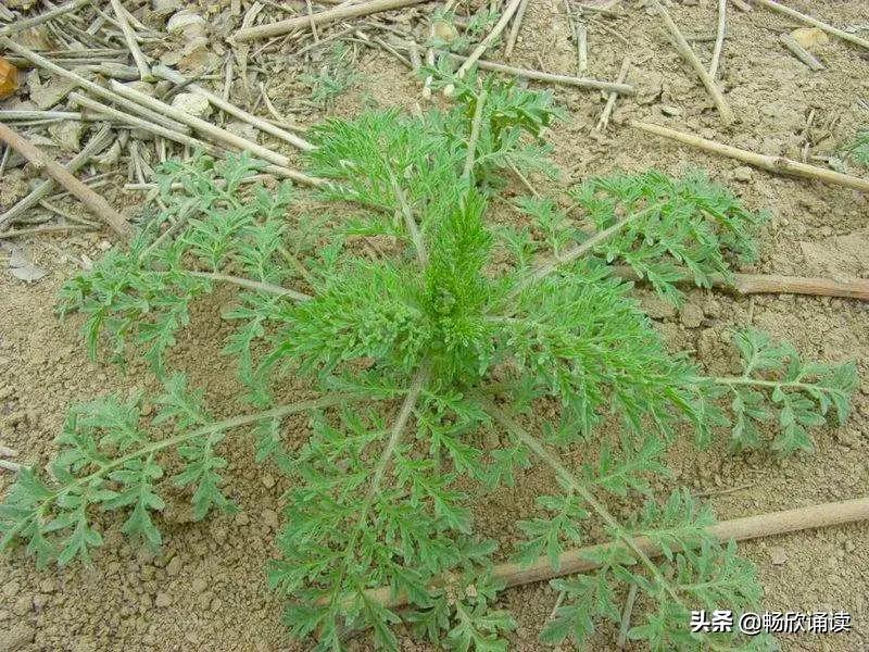 夏至草的作用与功效（春天常见的野菜图鉴）