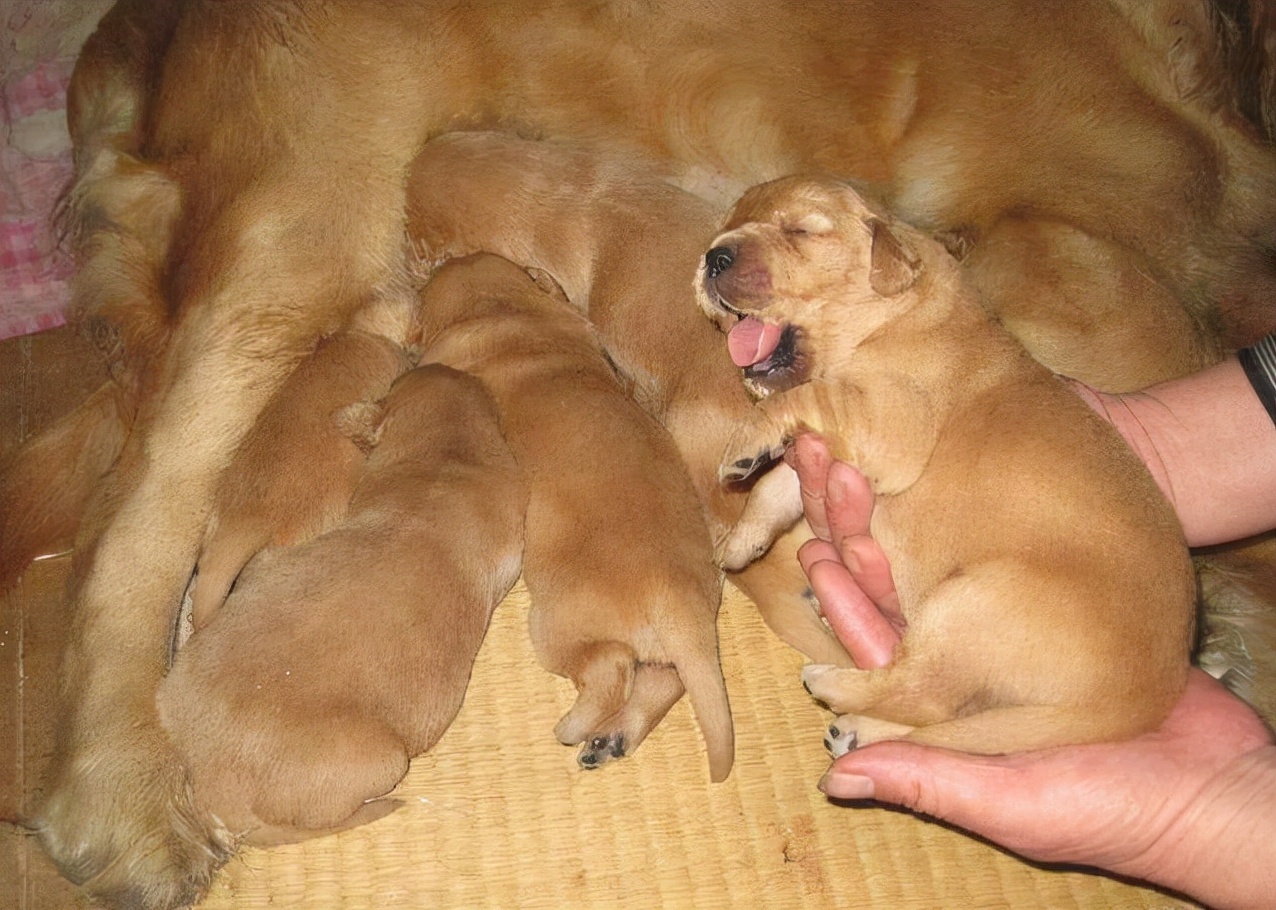 母狗叼着幼崽来找主人，是为了什么？