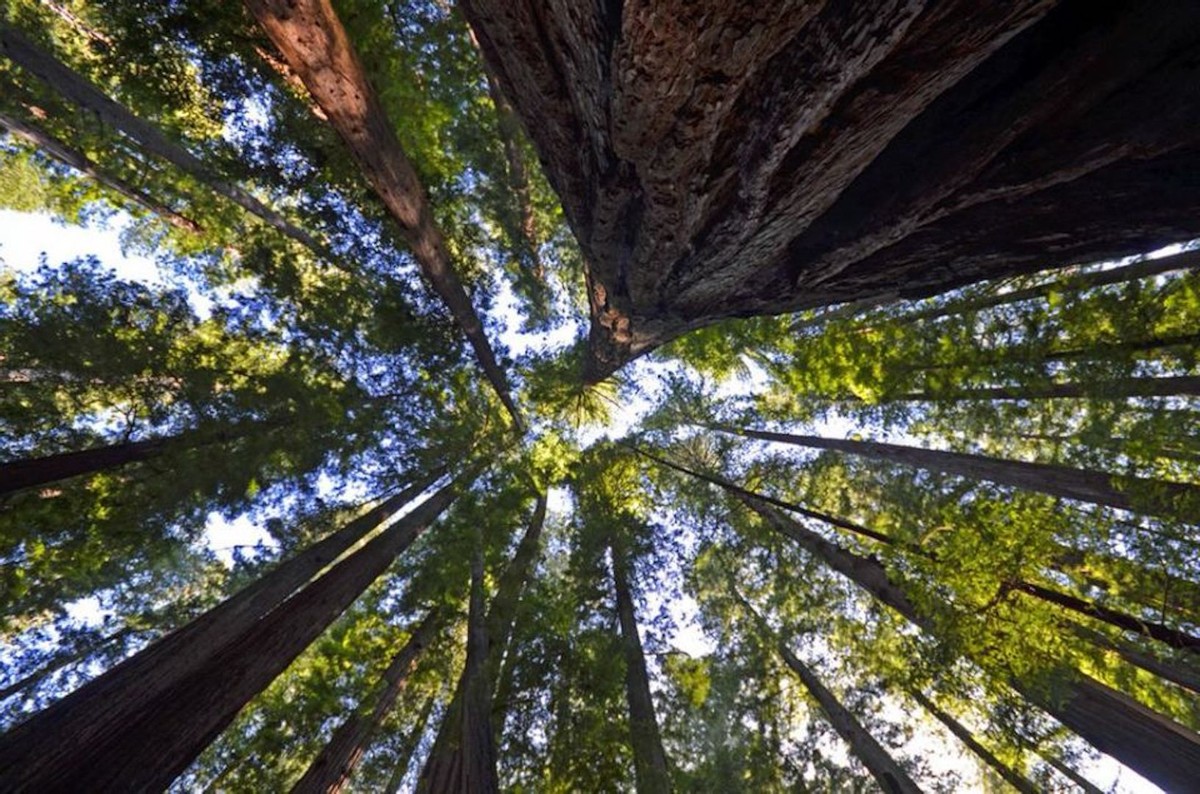 世界最高的树(全球最高的树：高度超50层楼，种子只有米粒大小，我国为何要引进)