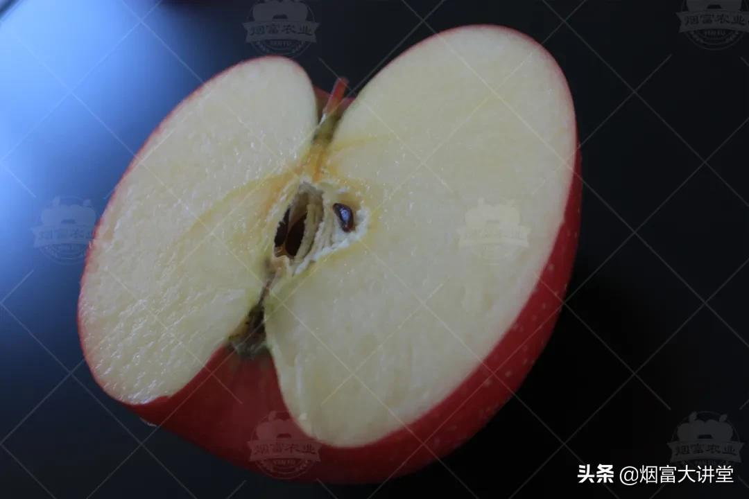 加快果树品种更新换代,入冬前需要做好这几项工作