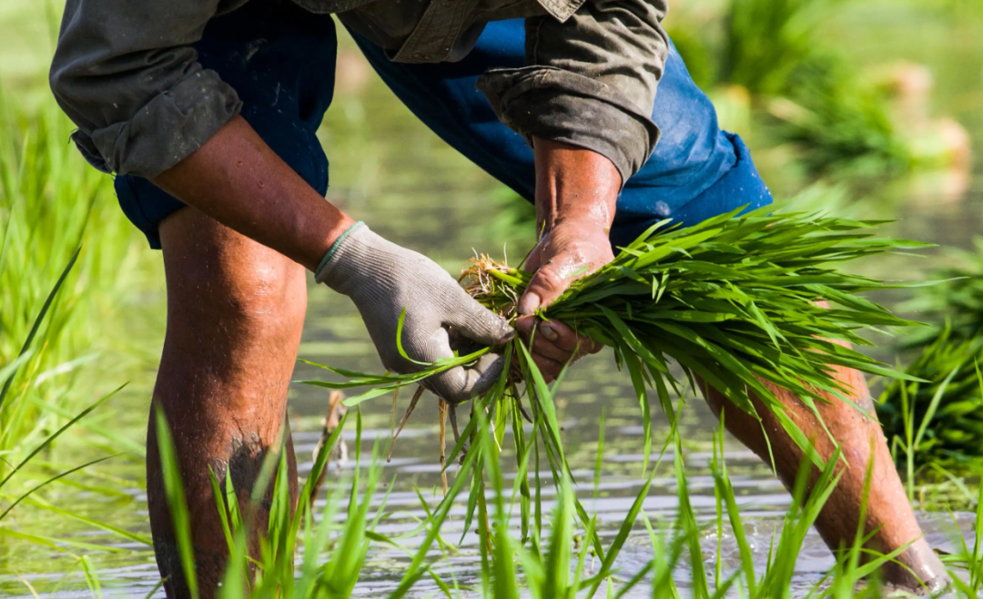 美科学家发现地球正“变绿”，原因在中印，专家却对印度很担忧？