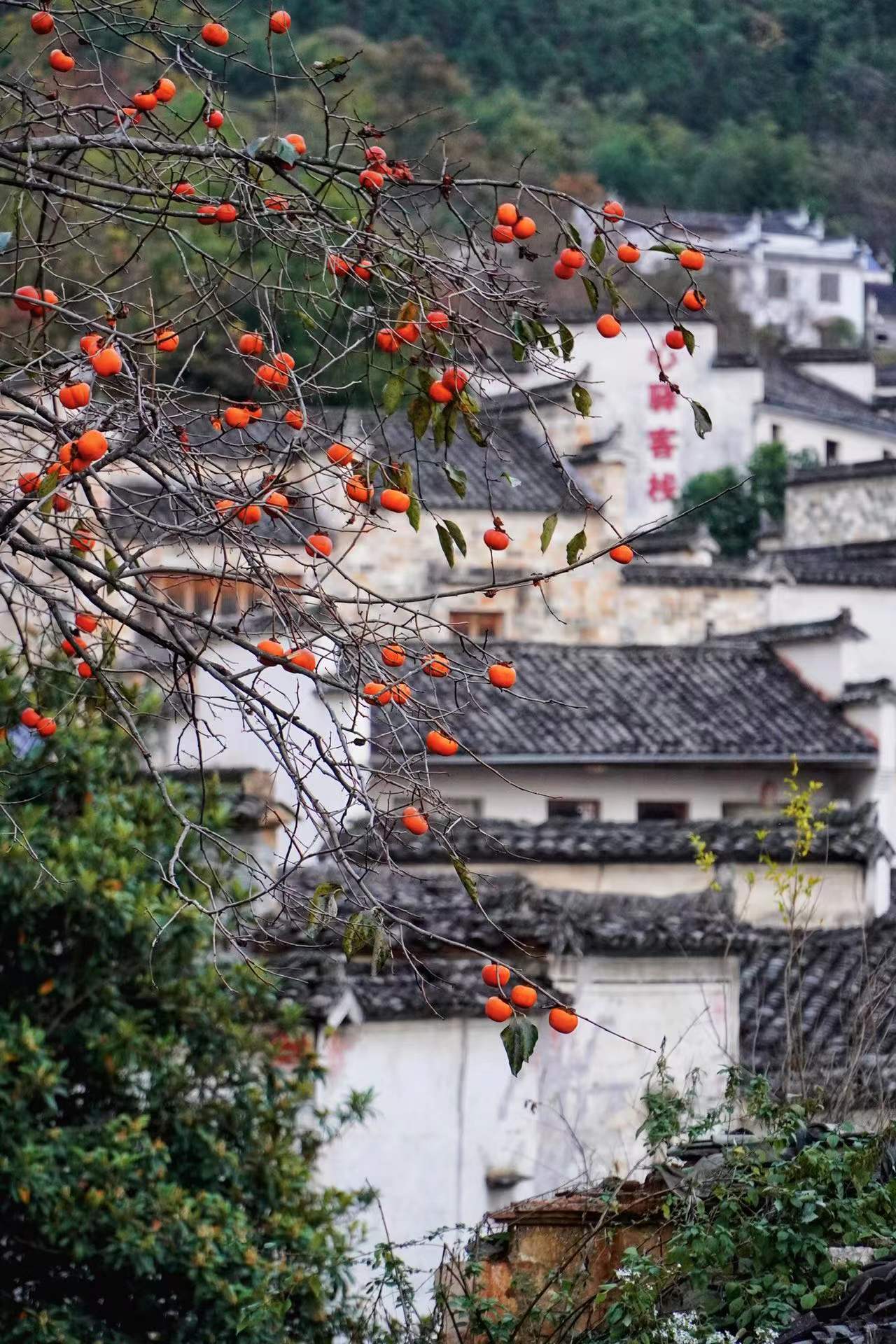 安徽有个很值得去的旅行宝藏城市，处处是风景，非常适合养老定居