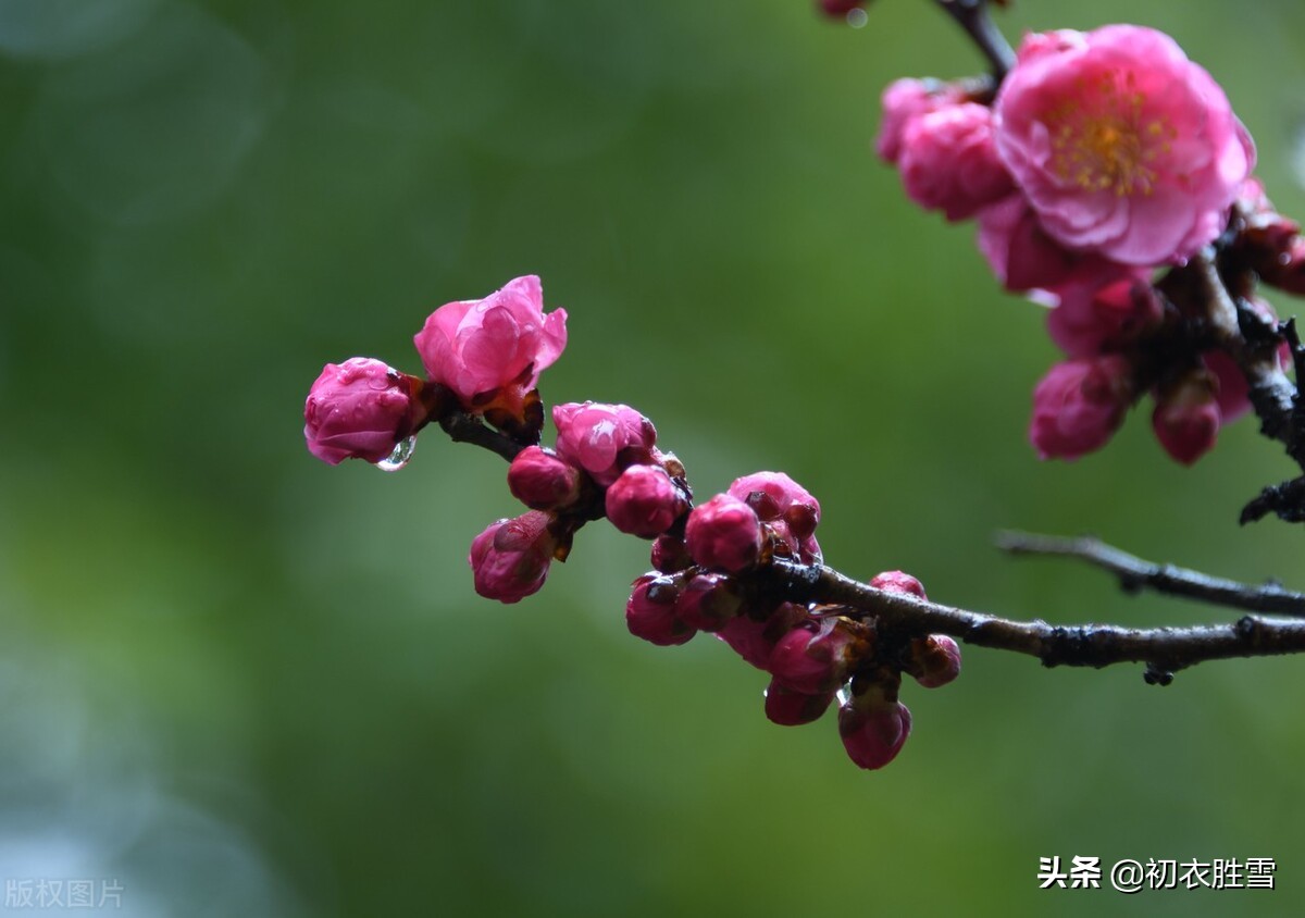 写早上的雨唯美句子