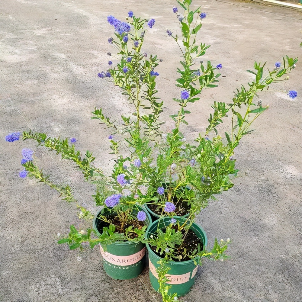 最贵的花排行榜（比较昂贵又漂亮的七种观赏花推荐）