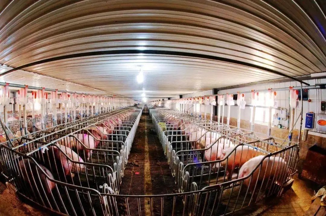 我国智能化养猪技术与装备的发展趋势