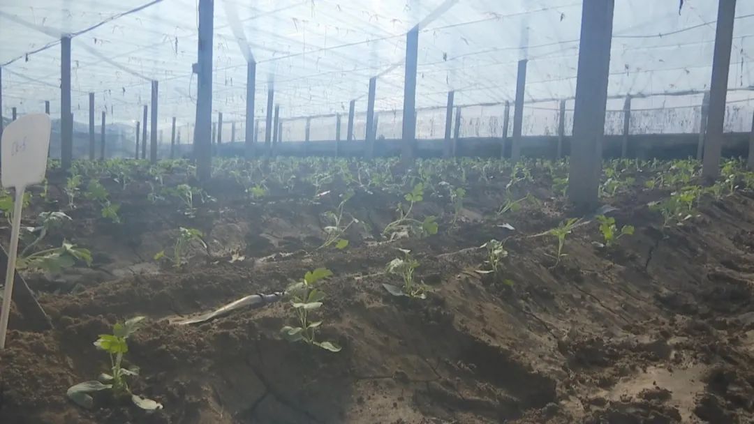 好品山东｜西瓜随便吃，种子得留下！这是啥操作？