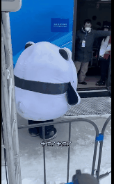 冰墩墩名场面可爱集