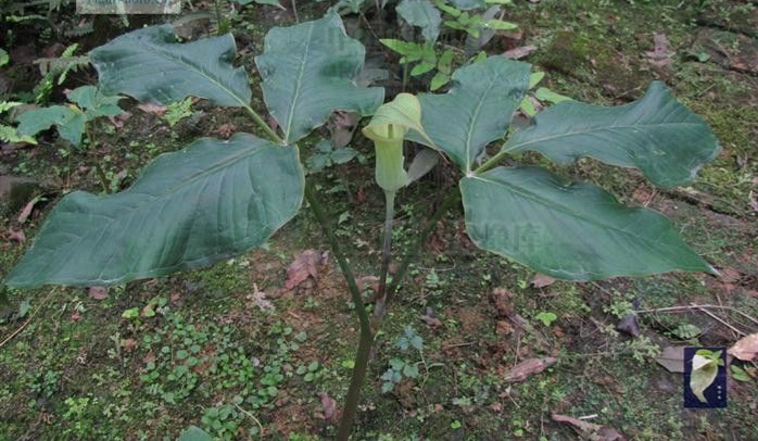 天南星科的植物有哪些（三种常见天南星属植物的识别要点）