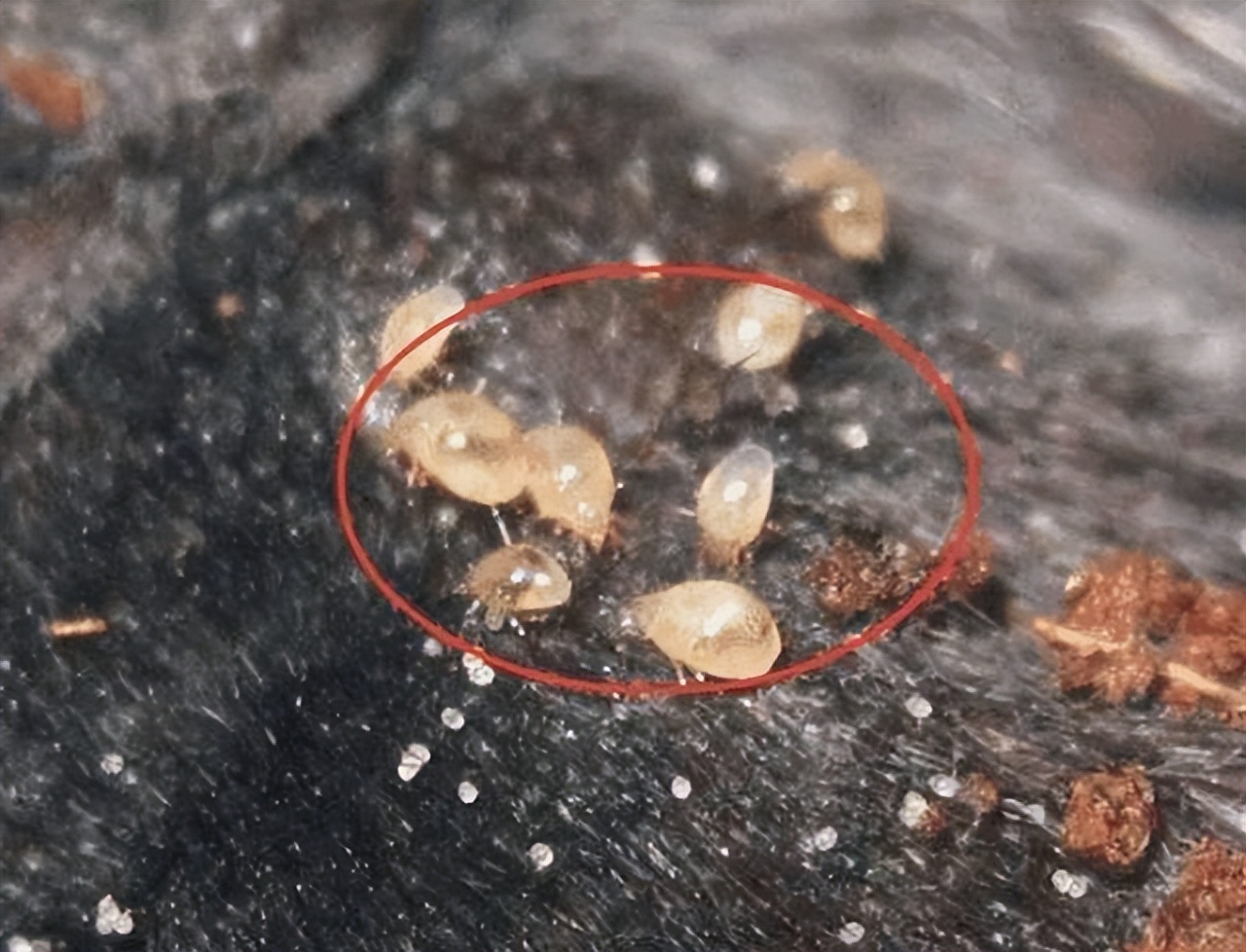 耳朵总是发痒，却掏不出任何东西？建议：或多留意身体5个问题