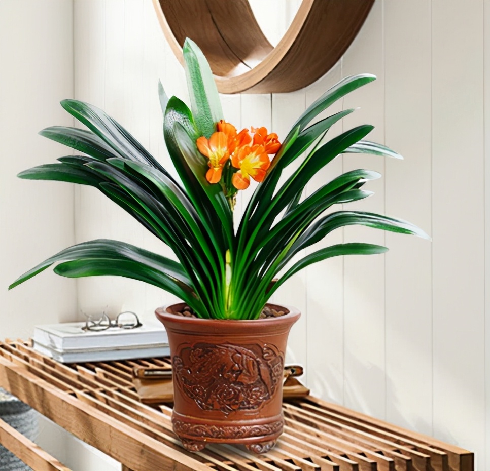 5种“健康花”，客厅一放大气高档，毒气吸光，养人家又旺