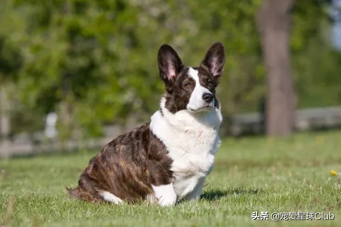 百科 | 卡迪根威尔士柯基，稳重聪明的短腿牧牛犬