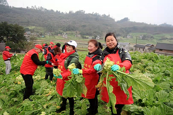琢胜（重庆）建筑修缮志愿者帮助农户收砍青菜头