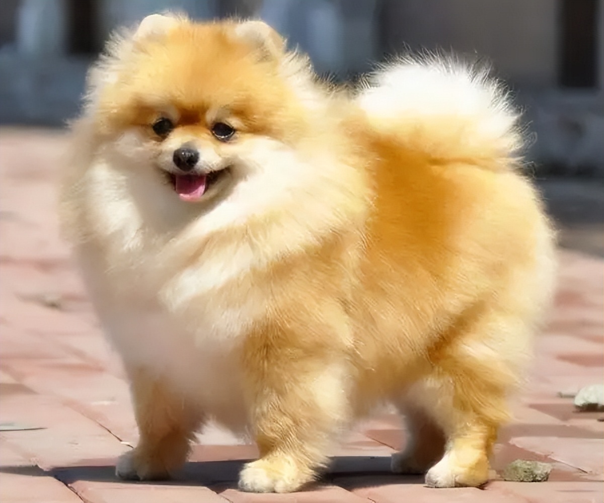 各有千秋的小型犬——"泰迪"&"博美",你pick哪一个?