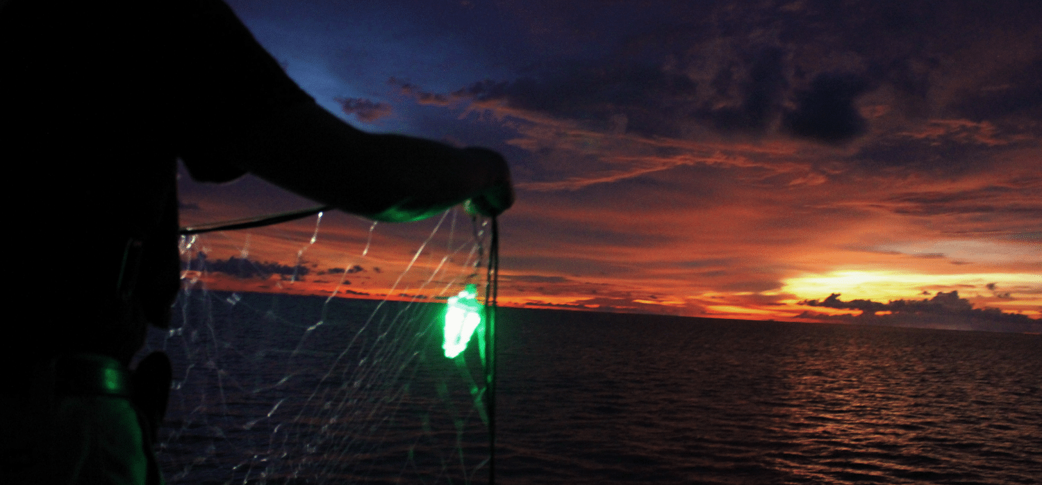 研究表明，发光渔网将有助于鱼类和渔业