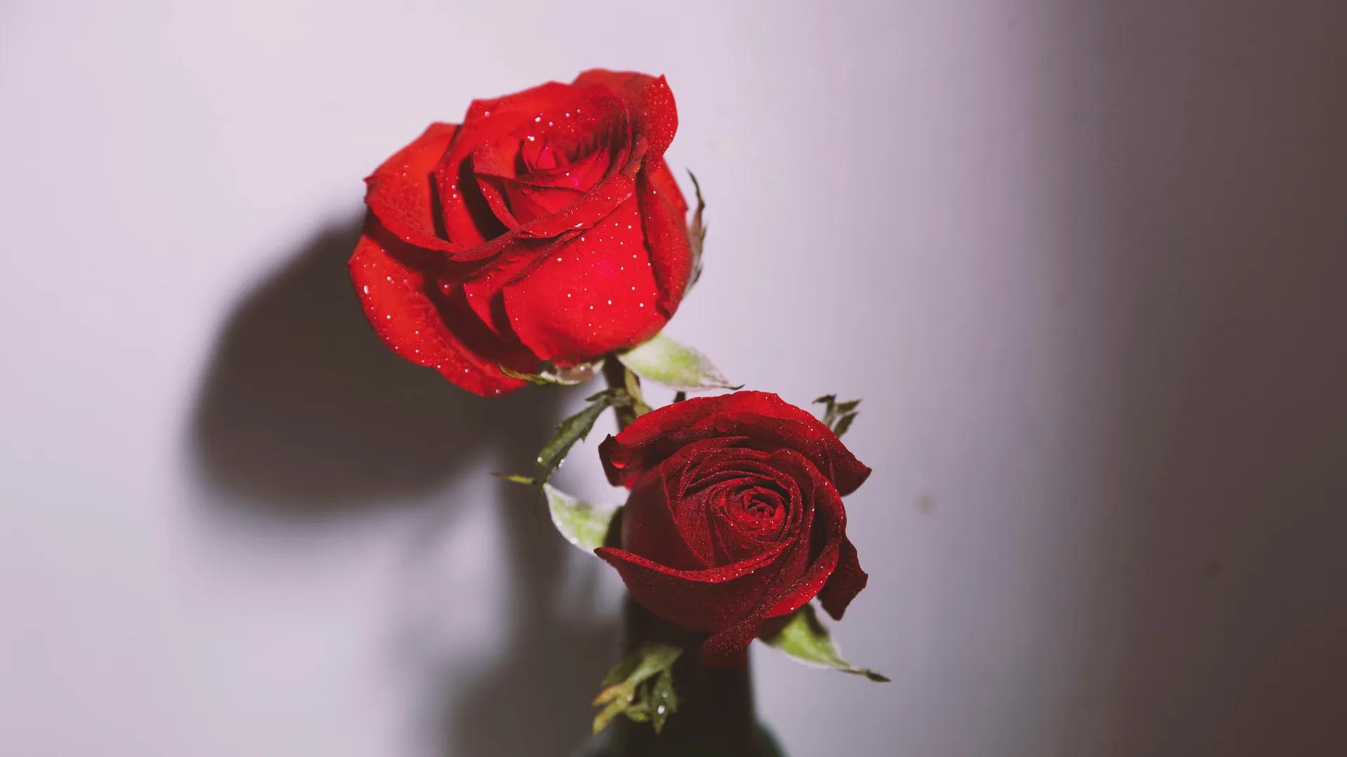 关于玫瑰的永不落俗的高级文案