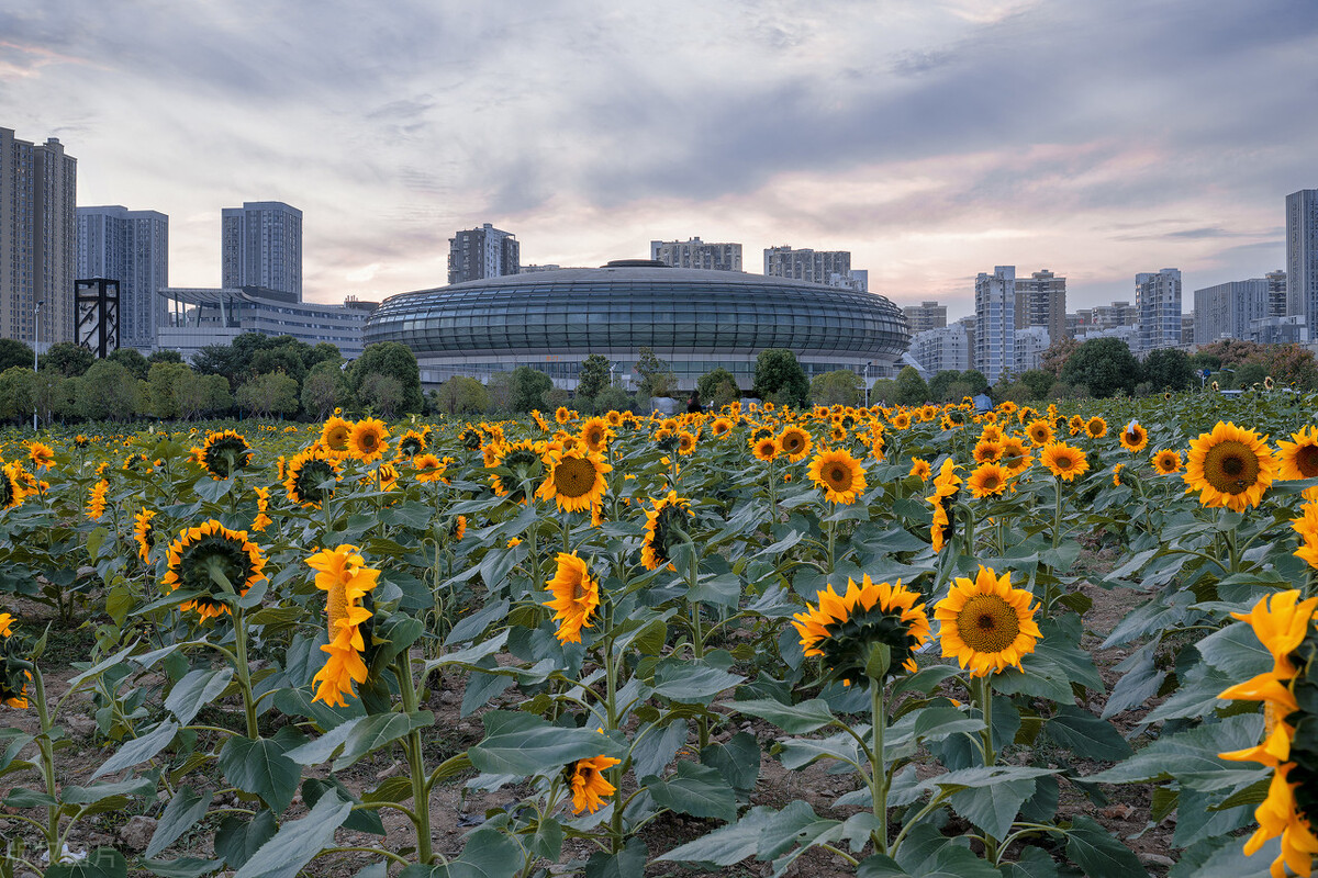 2022年武汉理工大学招生计划及往年录取分数参考（专业组分析）