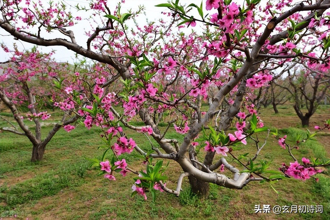 一花一令一春光，六首十六字令，吟叹春花竞艳各流芳