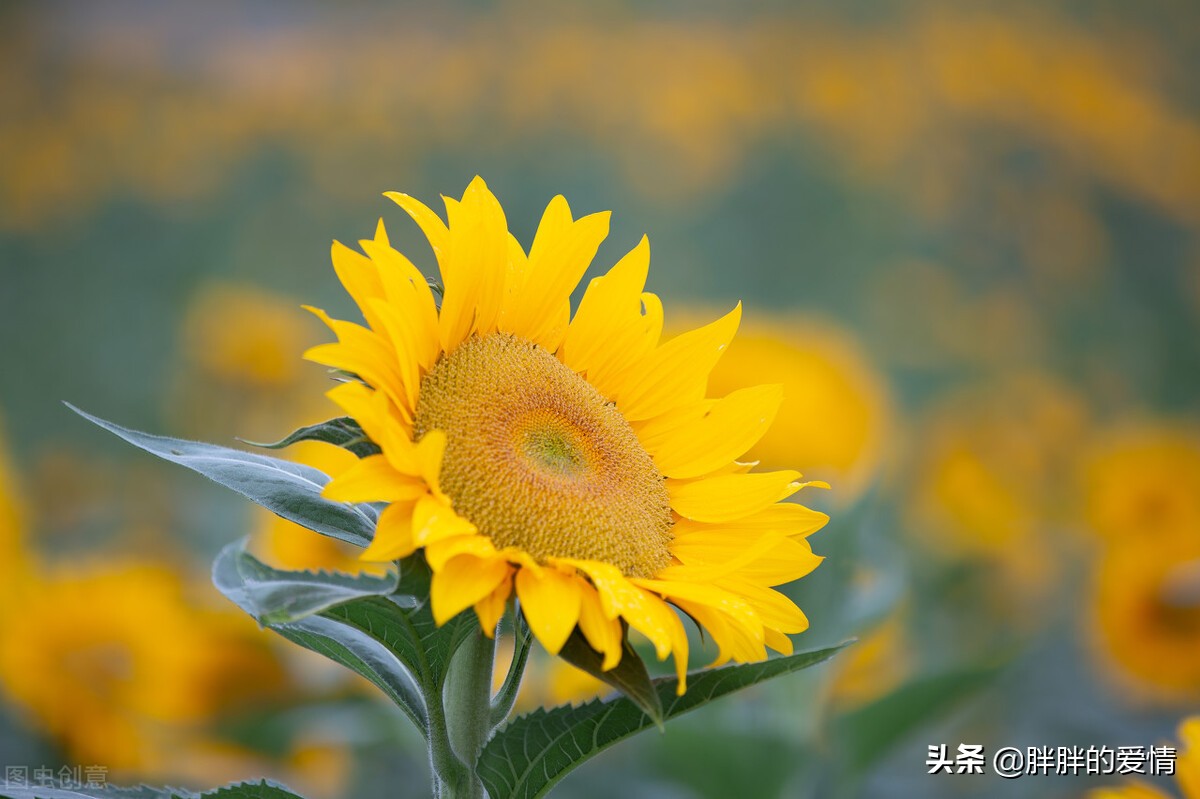 愿你如向日葵般，永远面朝阳光，努力生长，不偏不倚，一路向阳