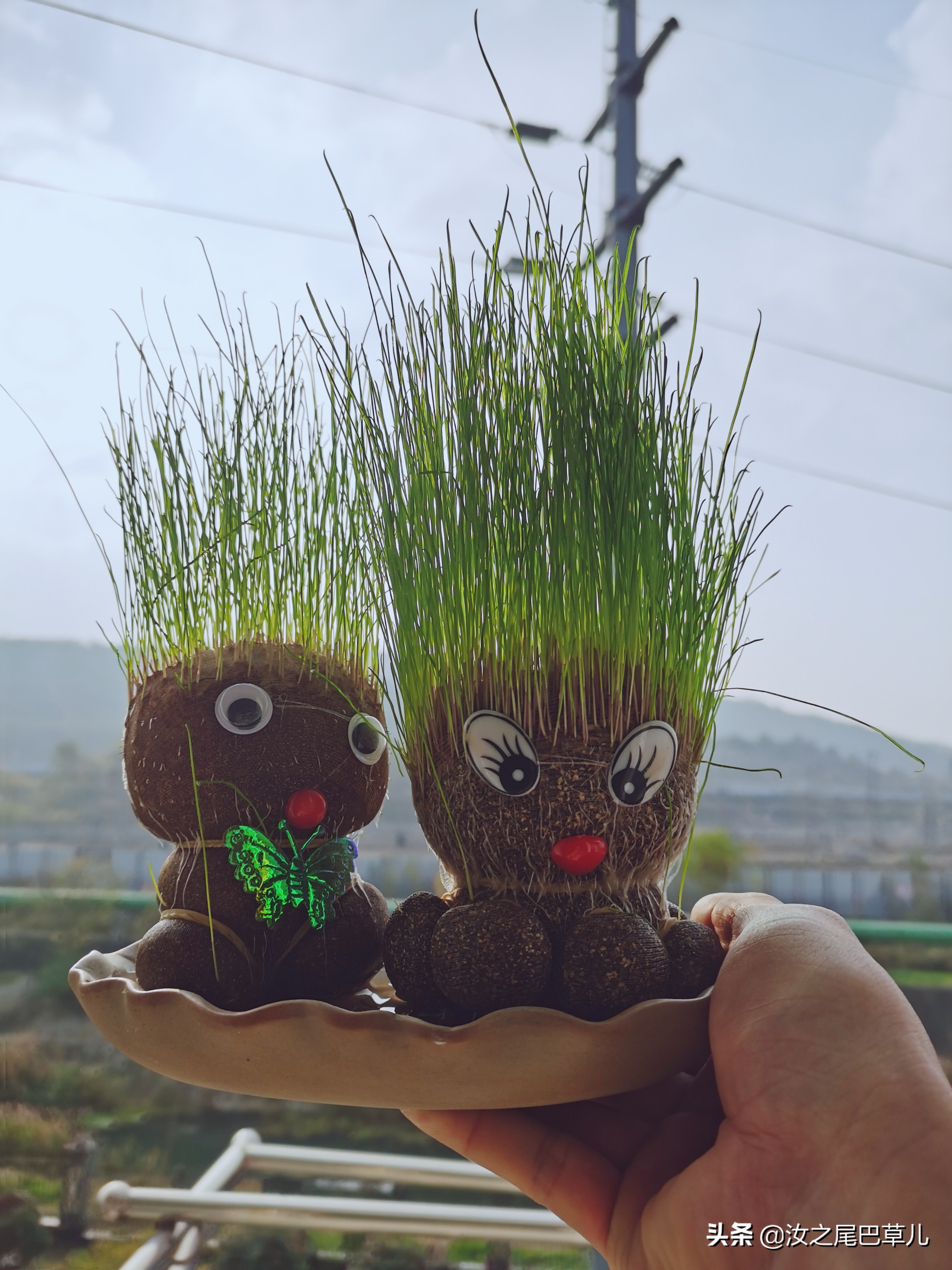 真正零失败绿植:草头娃娃,有趣又可爱