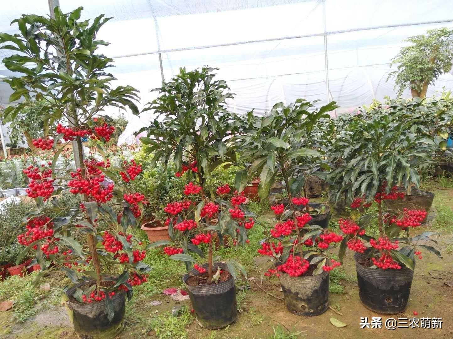 你家那棵古树，虽不见于十大名树之列，却自有韵味。