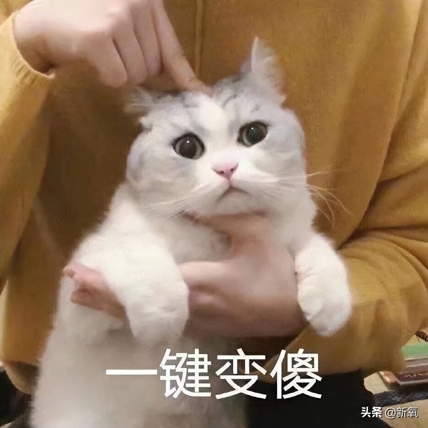 新剧一出场小腹凸成一坨？这翻车的体态硬是被腿精天花板当场救回