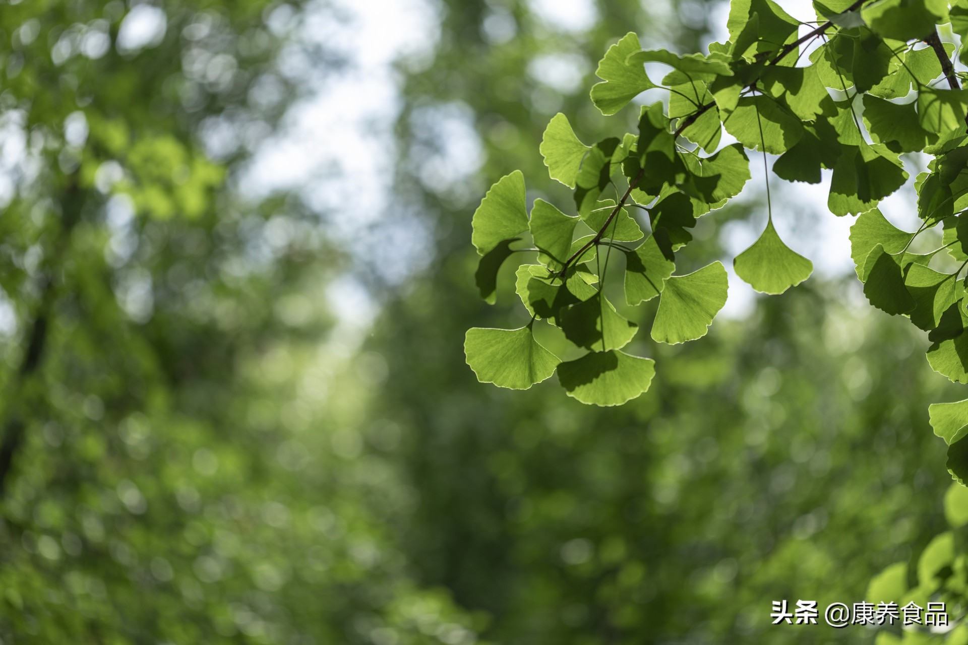 即將到來的初夏養生飲食選擇，這幾種食物最適宜食用