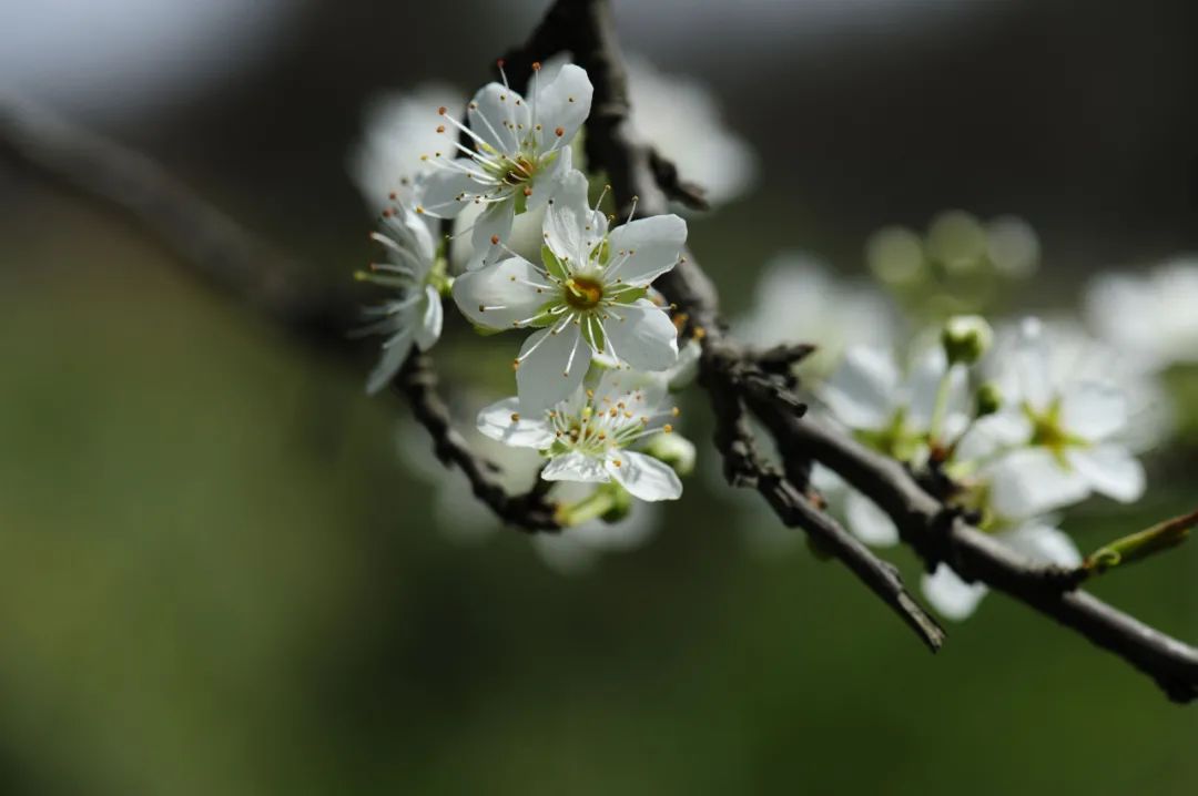 诗词鉴赏-李花浅白开自好，十首李花的诗词，如雪如诗，不可辜负