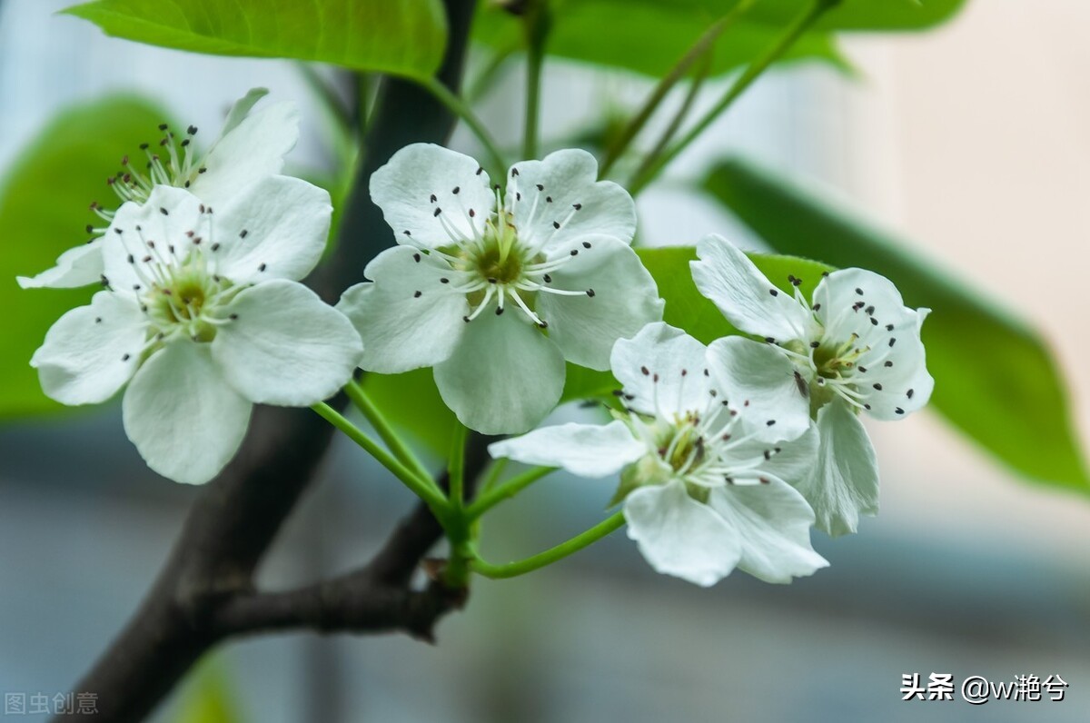 春天的颜色——红白黄紫绿