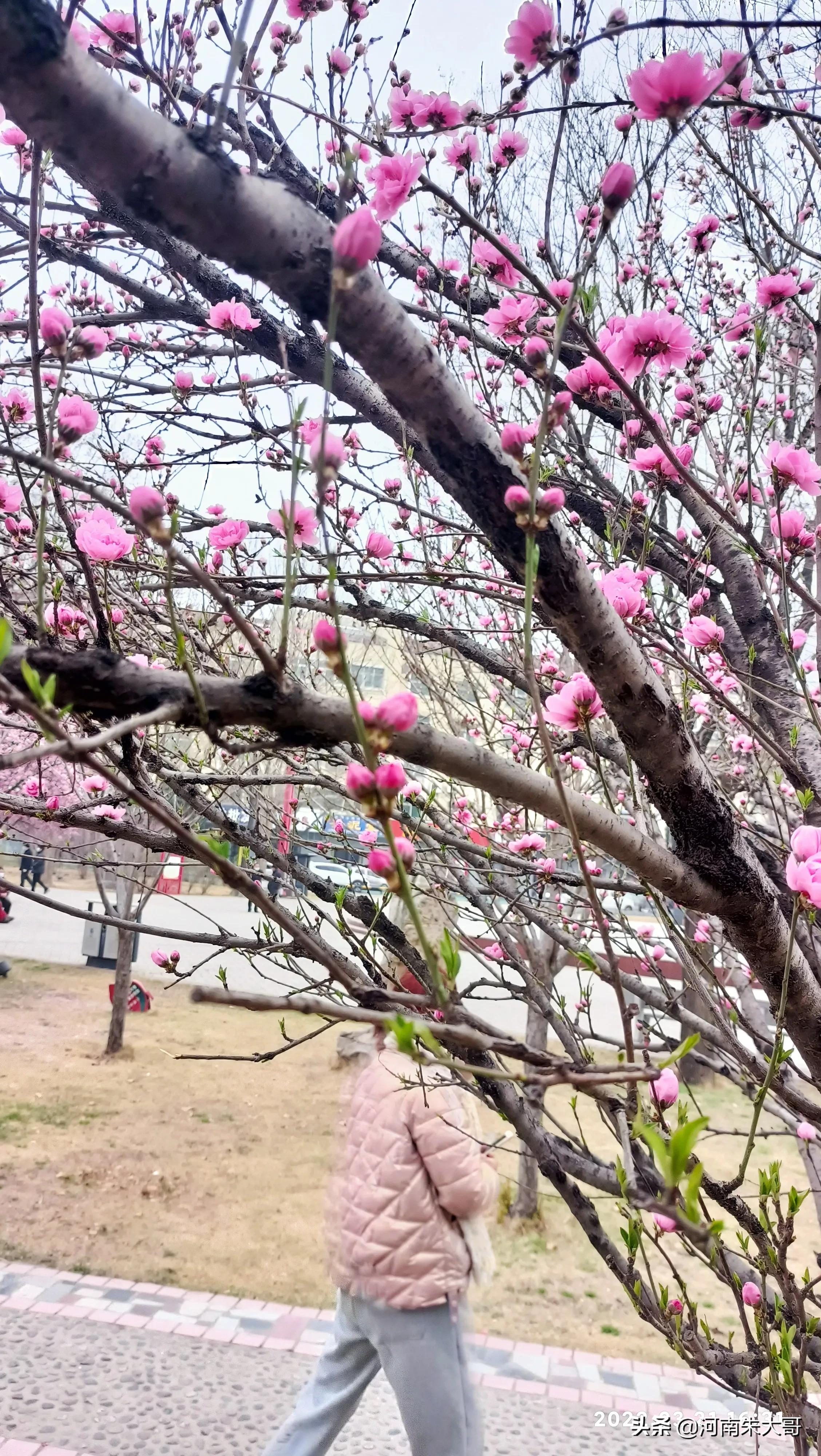 桃花是什么颜色（介绍开有三种颜色花的桃树）