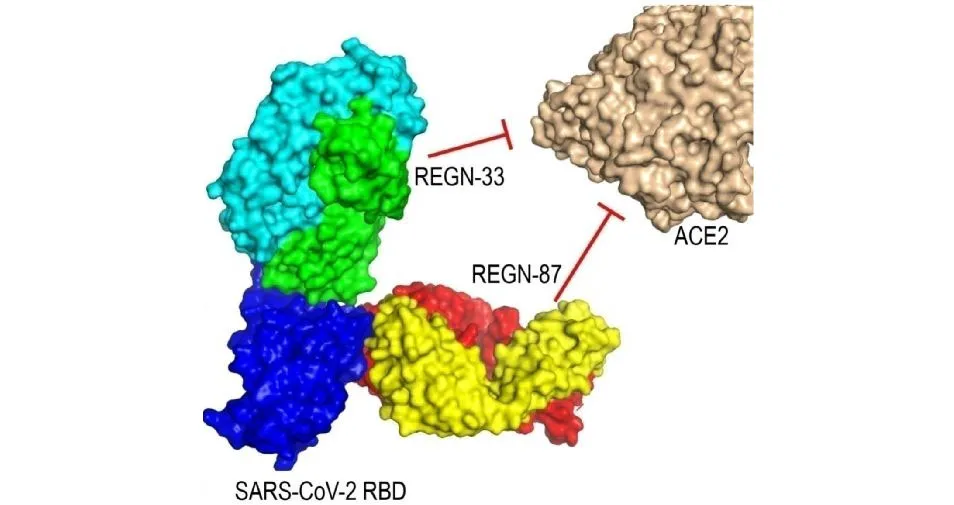 重磅！首个国产新冠救命药，来自这家冷门公司