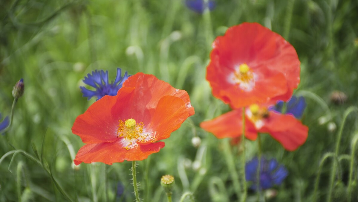 福州“云赏花”，带你打卡名胜古迹七大花，体验醉美三月的花海